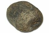 Fossil Dinosaur Caudal Vertebra Centrum - Montana #326470-1